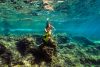 Underwater Affair Private Snorkeling Tours Sunset Secrets Late Afternoon Snorkelling Adventure